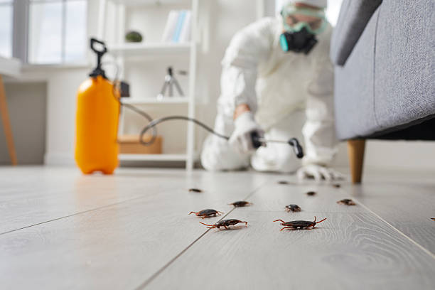 Commercial Kitchen Cockroach Control in Hampstead